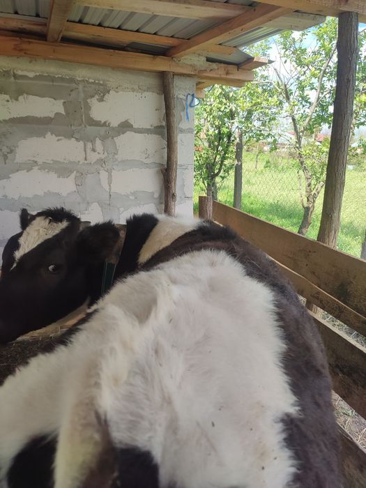 Vând vițică 6 luni !