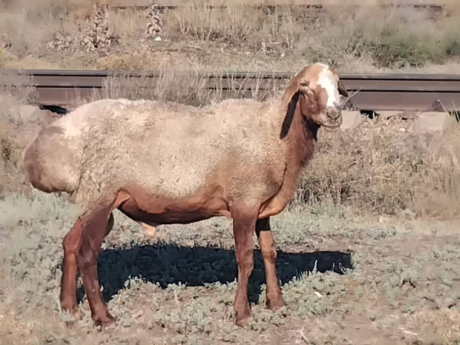 Продам кошмара производителя племяного
