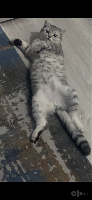 Шотландский фолд