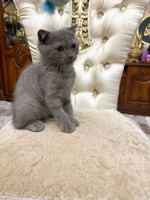 Скоттиш 3месяц, пародистый