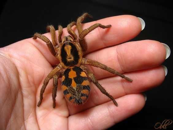 Tarantula Pitica Hapalopus Femela 3 cm