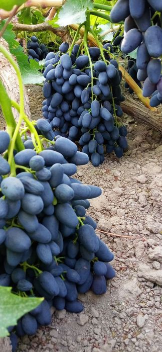 Tok ko'chatlar bor.100% ishonchli