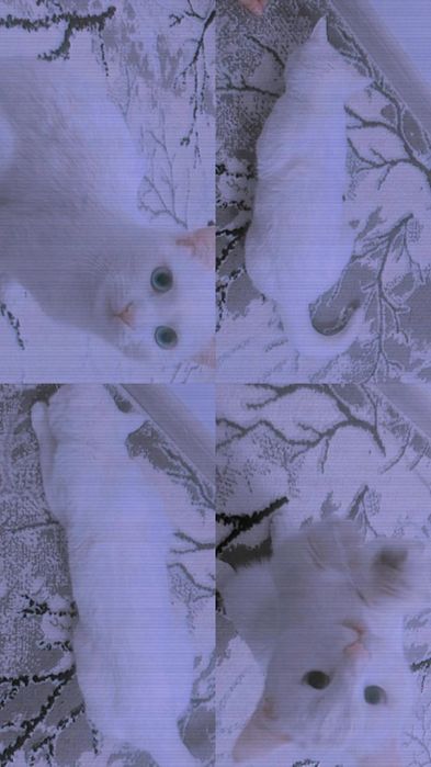 ismi misa Jiddiy oluvchilar yozsin.