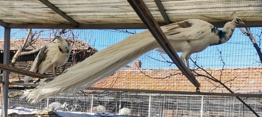 Едногодишни пауни