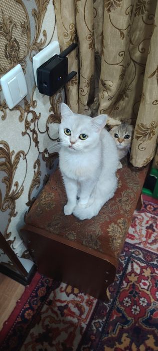 Seribristiy shinshila