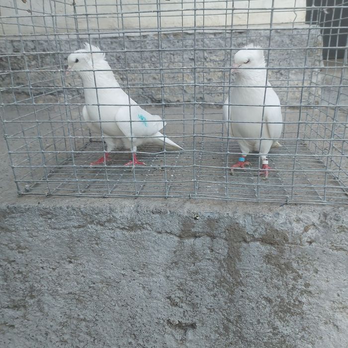 Бели чубати бровястые пара