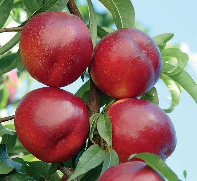 Эртаки анжир ва туксиз кизил Фантазия шафтоли кучатлари сотувда.