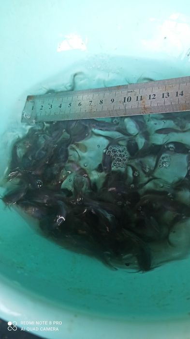 Ассаломуалайкум сизга янги бизнес йули Мальки африканского сома