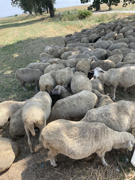 Toata turma 140 oi de vanzare