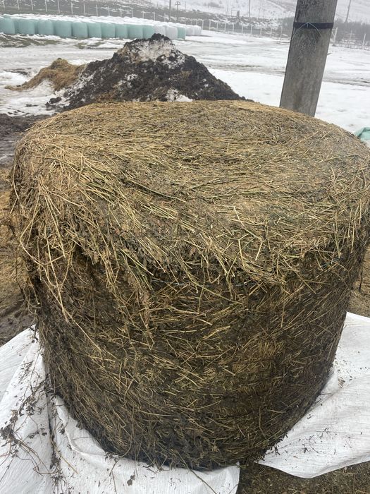 baloti infoliati de lucerna