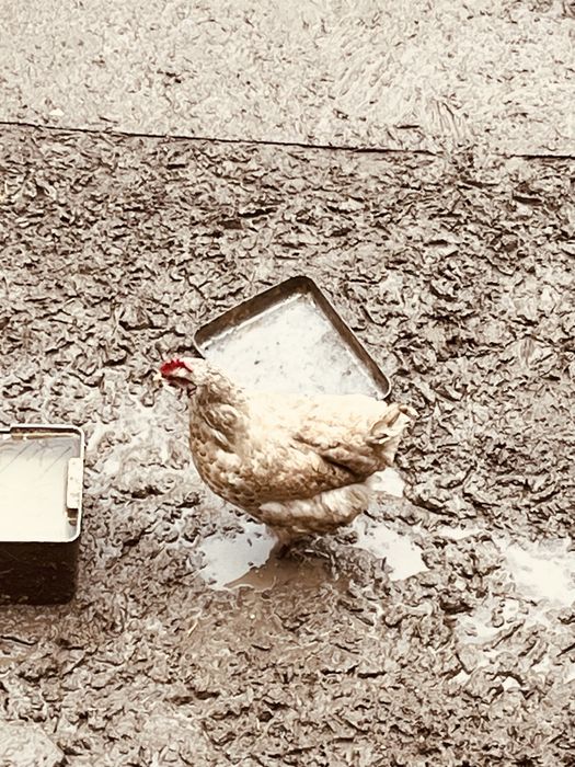 куры домашние несушки