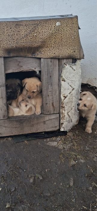 Ищем дом для щенят