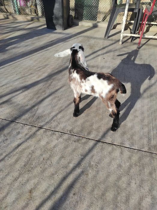 Vind iezi de anglo nubian