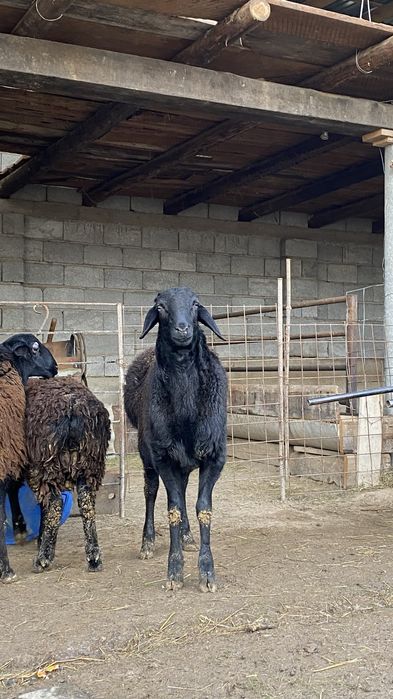 1жасар қошқарлар бар