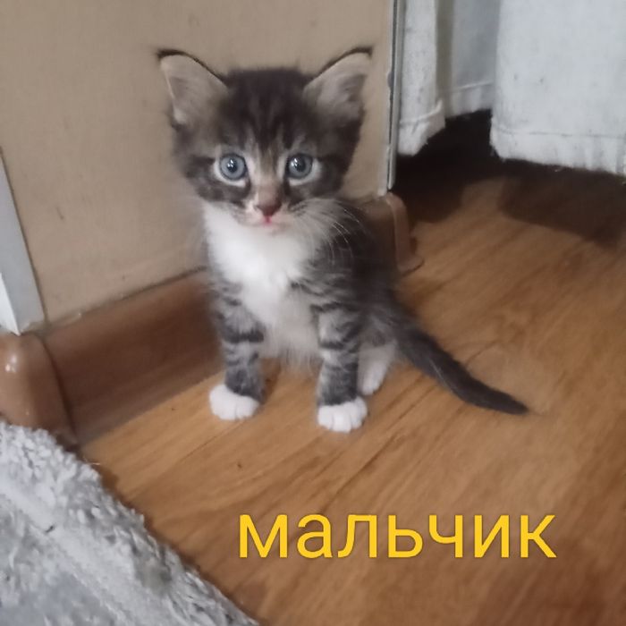 Бесплатно отдаю котят!