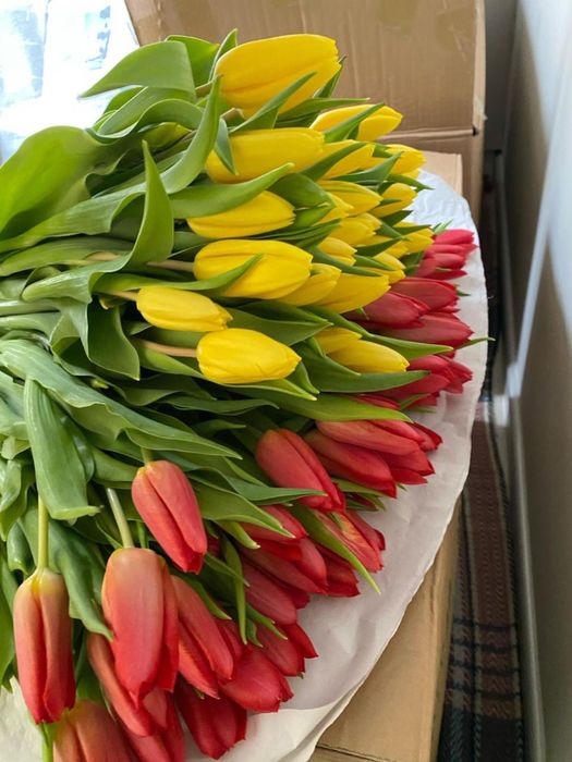 Тюльпвны оптом г.Алматы