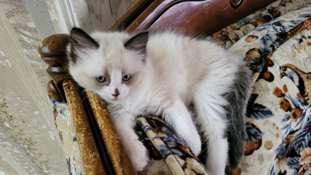 Котенца Регдол – 7 пухкави бебета почти на 3 месеца