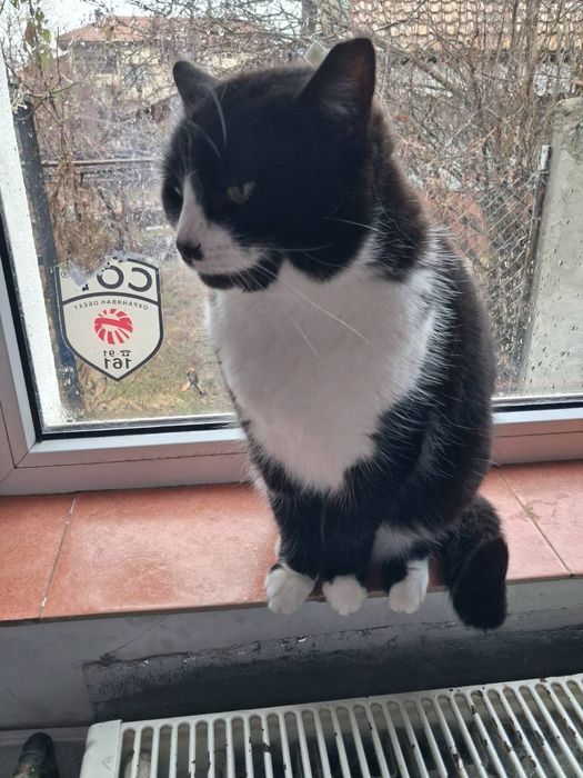 Хубавата Адолфина търси дом