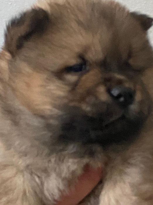 Готовятся к продаже щенки ЧАУ-ЧАУ