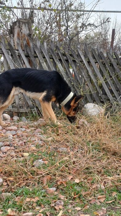 Немецкая овчарка