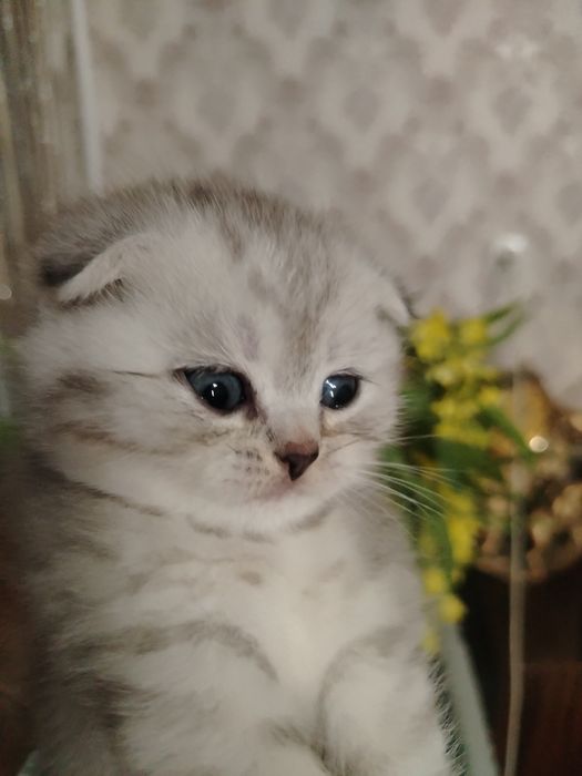 Готовы к брони котята шиншиллы.