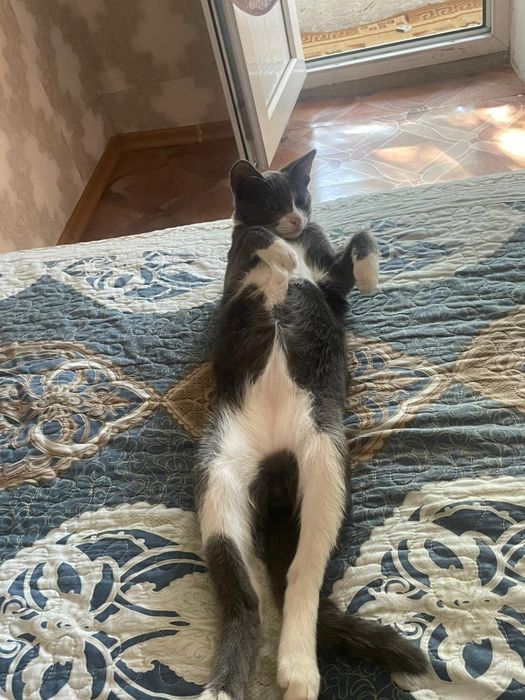 Отдам кота в хорошие руки