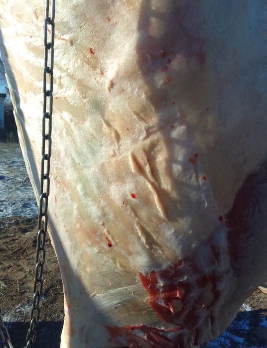 Соғымға байталдар бар