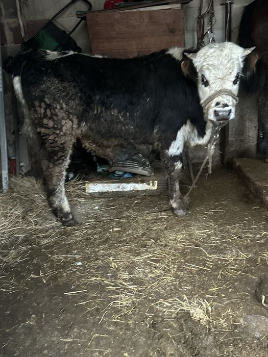 Бука бык бычек бык бука