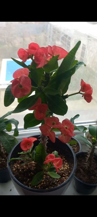 Молочай миля сортовые