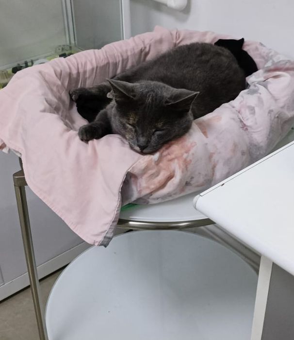 Кошка домашняя в добрые руки