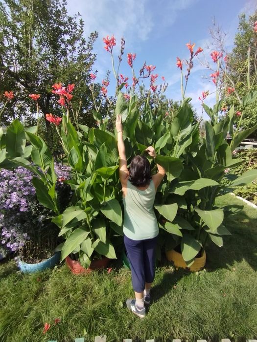 Продам луковицы Канн