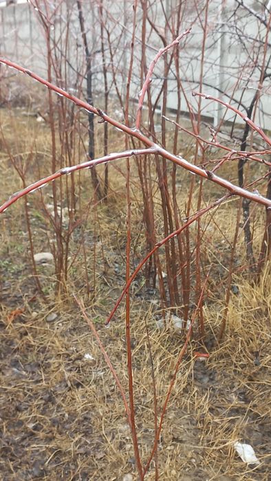 Продаю Саженцы вишни