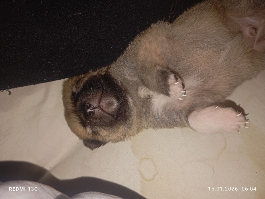 Отдам щенка в хорошие руки