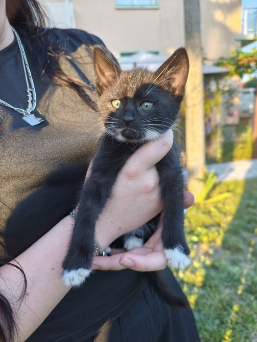 Подаряваме котета