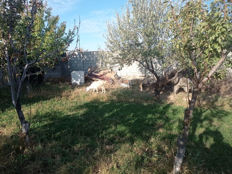 Ассалаумағалейкум шібіш сатылады семіз !!