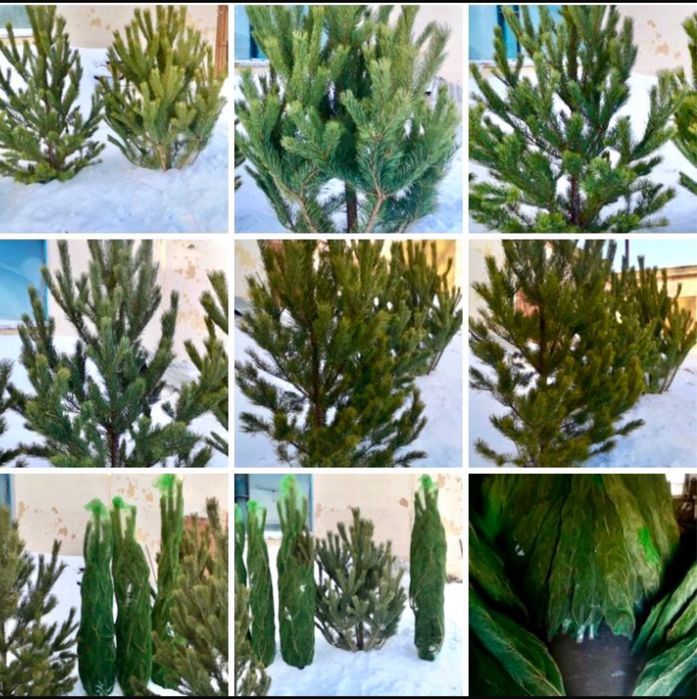 Новогодняя ёлка 2,5 м