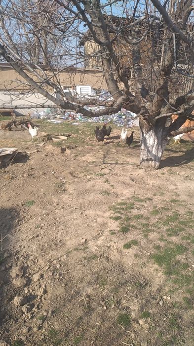 Sorochna sotiladi Damashni tovuqla donasi 220000 soni 10 ta