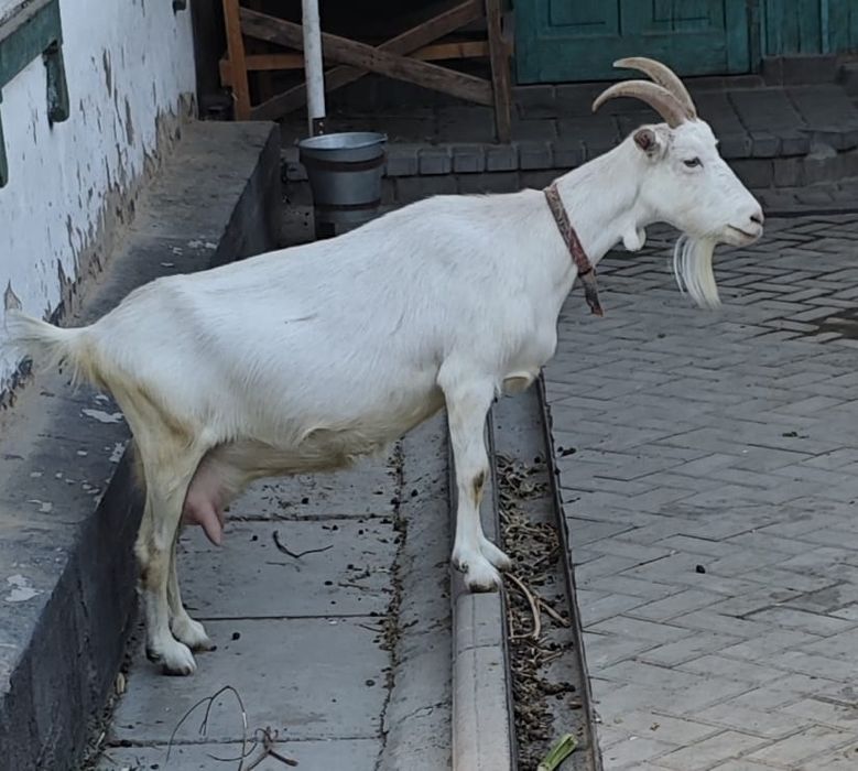 Продам дойную козу.