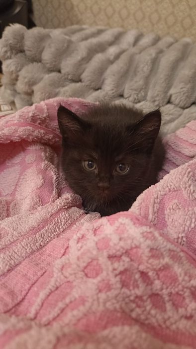 Продаем котят 1.5 месяца