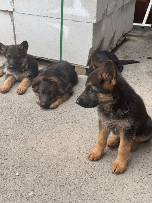 Продам щенят немецкая овчарка