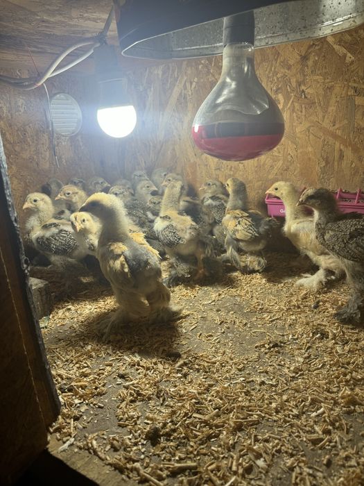 Pui brahma potarnichiu pe negru si pe albastru