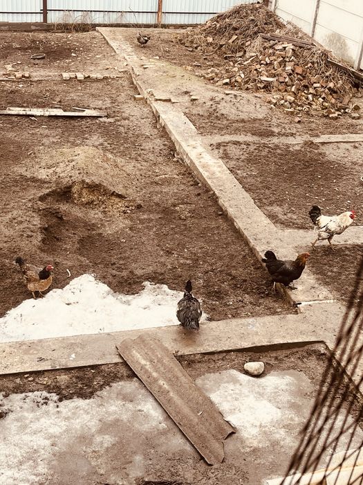 куры домашние несушки