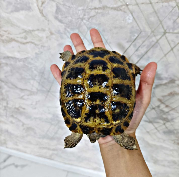 Продается черепаха ! (Toshbaqa sotiladi!)