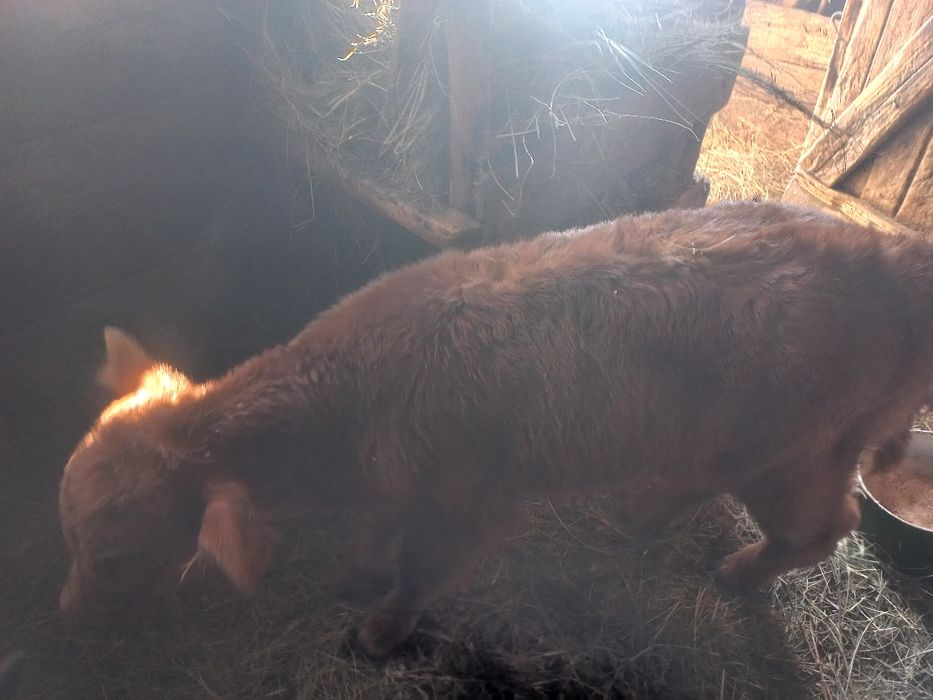 Продам телят 120 000