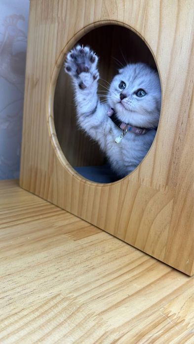 Чистакровная девочка скотиш фолд шиншилла табби с паспортом