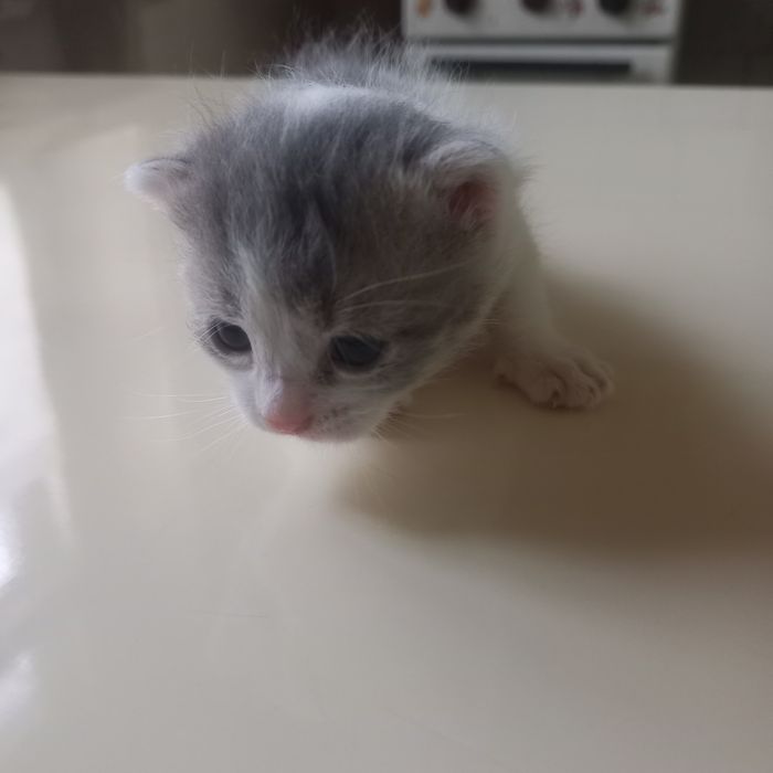 Вислоушки  один месяц мальчики