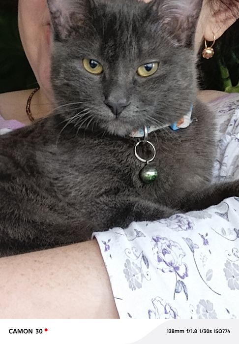 Отдам кота кастрирован проглистован  возраст 8 месяцев