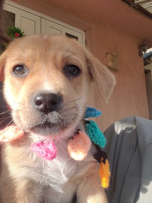 Pui de Cățel – 4 Luni – Sănătoși