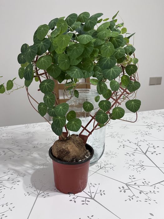 Продам цветок стефания эректа