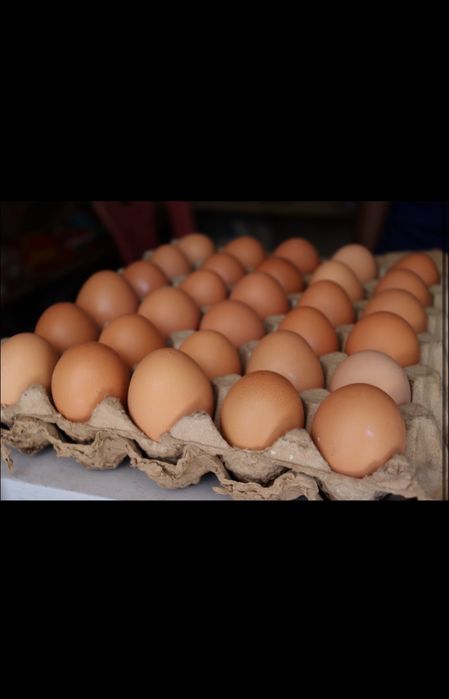 Домашние куринные яйца